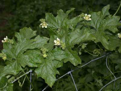 Bryonia dioica Jacq. [Famille : Cucurbitaceae]