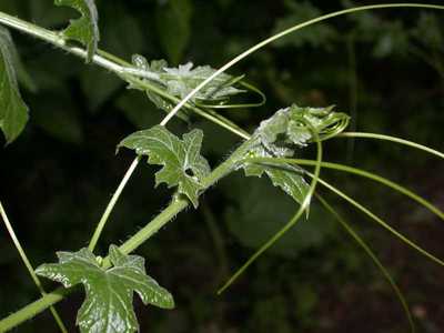 Bryonia dioica Jacq. [Famille : Cucurbitaceae]