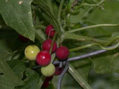 Bryonia dioica Jacq. [Famille : Cucurbitaceae]