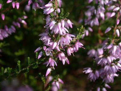 Calluna vulgaris (L.) Hull [Famille : Ericaceae]