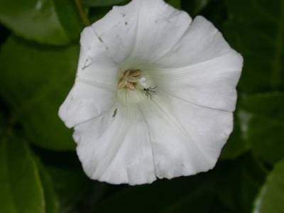 Calystegia sepium (L.) R.Br. [Famille : Convolvulaceae]