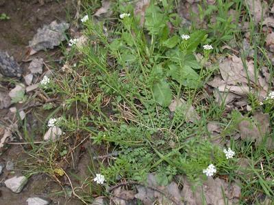 Cardamine flexuosa With. [Famille : Brassicaceae]