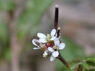 Cardamine hirsuta L. [Famille : Brassicaceae]