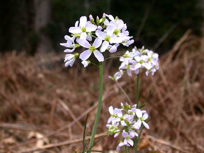 Cardamine pratensis L. [Famille : Brassicaceae]