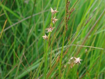 Carex echinata Murray [Famille : Cyperaceae]