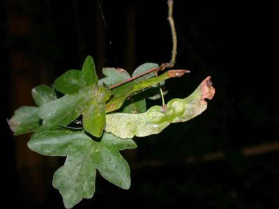 Acer campestre L. [Famille : Aceraceae]