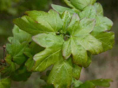 Acer campestre L. [Famille : Aceraceae]