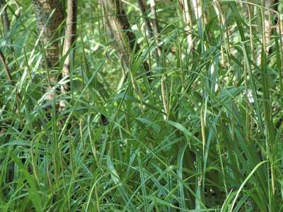 Carex pendula Huds. [Famille : Cyperaceae]