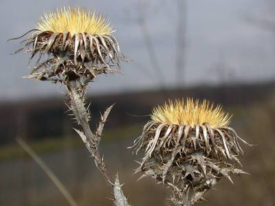 Carlina vulgaris L. [Famille : Asteraceae]