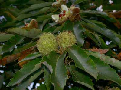 Castanea sativa Mill. [Famille : Fagaceae]