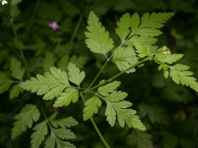 Chaerophyllum temulum L. [Famille : Apiaceae]