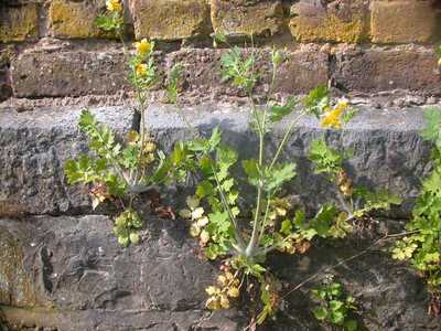 Chelidonium majus L. [Famille : Papaveraceae]