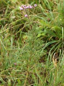 hte : Cirsium arvense (L.) Scop.