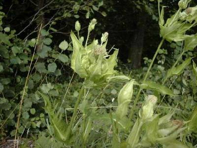 Cirsium oleraceum (L.) Scop. [Famille : Asteraceae]