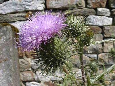 Cirsium vulgare (Savi) Ten. [Famille : Asteraceae]