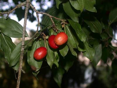 Cornus mas L. [Famille : Cornaceae]