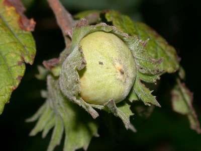 Corylus avellana L. [Famille : Corylaceae]