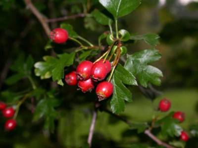 Crataegus monogyna Jacq. [Famille : Rosaceae]