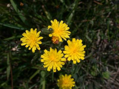 Crepis capillaris (L.) Wallr. [Famille : Asteraceae]