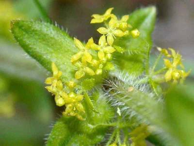 Cruciata laevipes Opiz [Famille : Rubiaceae]
