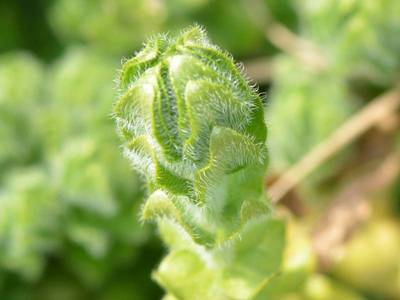 Cruciata laevipes Opiz [Famille : Rubiaceae]