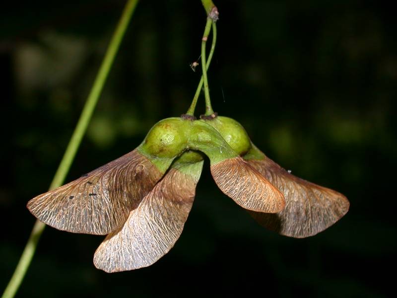 Acer pseudoplatanus L. [Famille : Aceraceae]