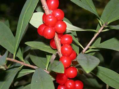 Daphne mezereum L. [Famille : Thymelaeaceae]