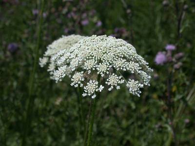 hte : Daucus carota L.