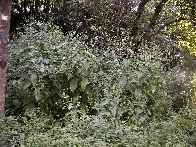 Dipsacus pilosus L. [Famille : Dipsacaceae]