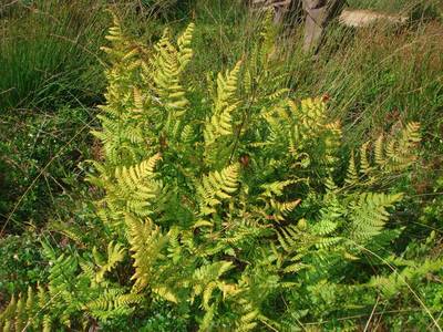 Dryopteris carthusiana (Vill.) H.P.Fuchs [Famille : Dryopteridaceae]