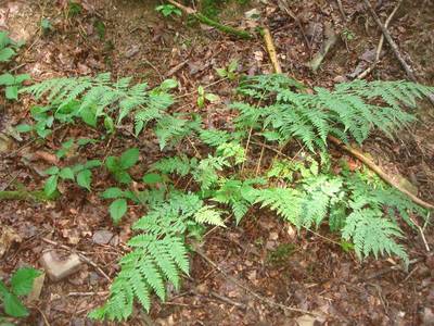 Dryopteris dilatata (Hoffm.) A.Gray [Famille : Dryopteridaceae]