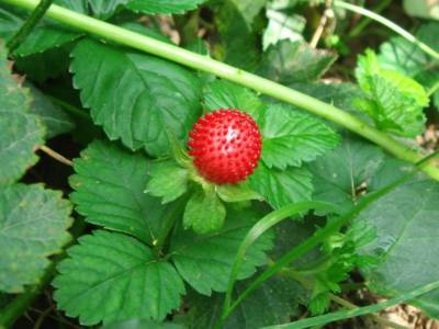 Duchesnea indica (Andrews) Focke [Famille : Rosaceae]