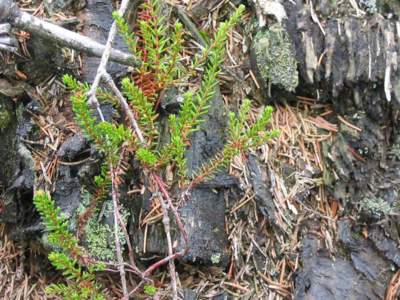 Empetrum nigrum L. [Famille : Empetraceae]