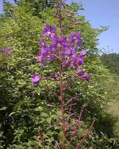 Epilobium angustifolium L. [Famille : Onagraceae]