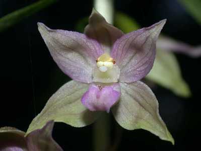 Epipactis helleborine (L.) Crantz [Famille : Orchidaceae]