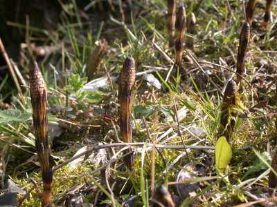 Equisetum arvense L. [Famille : Equisetaceae]