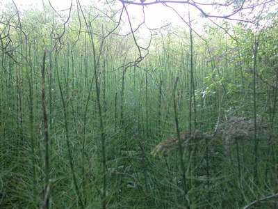 Equisetum fluviatile L. [Famille : Equisetaceae]