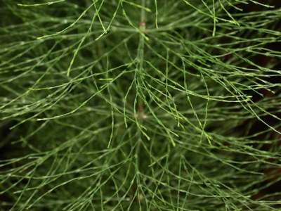 Equisetum sylvaticum L. [Famille : Equisetaceae]