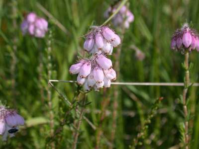 Erica tetralix L. [Famille : Ericaceae]