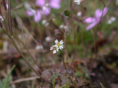 Erophila verna (L.) Chevall. [Famille : Brassicaceae]