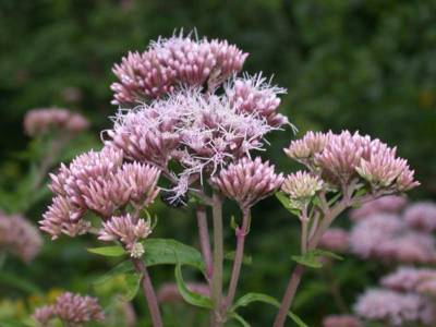 Eupatorium cannabinum L. [Famille : Asteraceae]