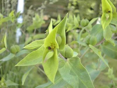 Euphorbia lathyris L. [Famille : Euphorbiaceae]