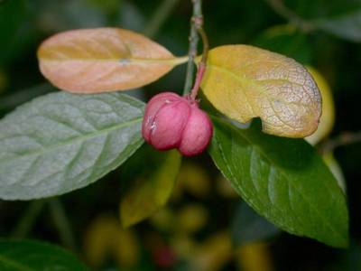 Euonymus europaeus L. [Famille : Celastraceae]