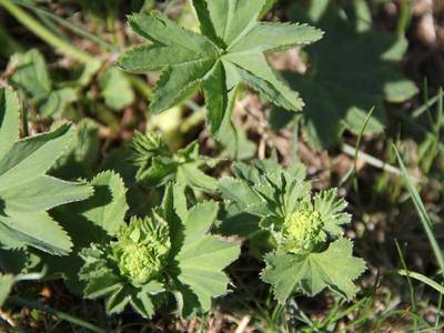 Alchemilla xanthochlora Rothm. [Famille : Rosaceae]