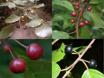 Frangula alnus Mill. [nom. illeg.] [Famille : Rhamnaceae]