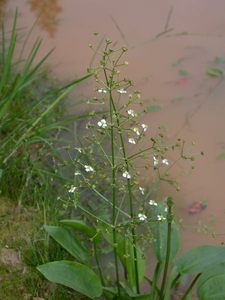 Alisma plantago-aquatica L. [Famille : Alismataceae]