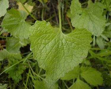 Alliaria petiolata (M.Bieb.) Cavara & Grande [Famille : Brassicaceae]