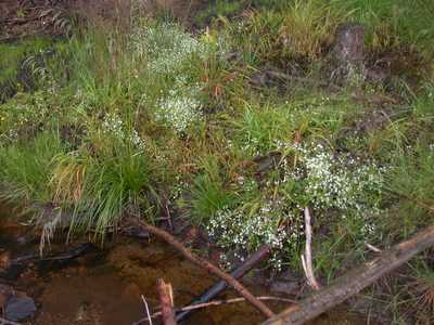 Galium saxatile L. [Famille : Rubiaceae]