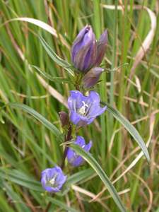 Gentiana pneumonanthe L. [Famille : Gentianaceae]