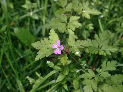 Geranium robertianum L. [Famille : Geraniaceae]